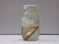 藏品(銀彭納石首魚)的圖片